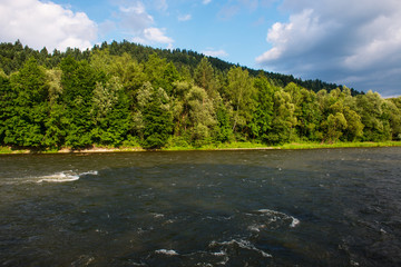 Summer forest with trees, bushes and Dunajec river.