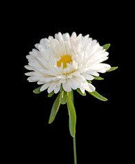 White aster isolated on a black background