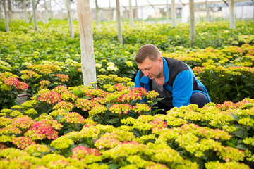 Naklejka na ściany i meble Mature male gardener working with plant of hortensia in pots in greenhouse