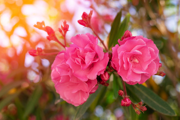 Lovely blooming bright pink oleander flowers with green leaves.Prolific large Pink Oleander shrub produces loads of fragrant pink flowers contrasting with green leaves.