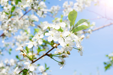 Bloooming white sacura flowers on branch, cherry tree blossoming on sunbeams and bright blue sky