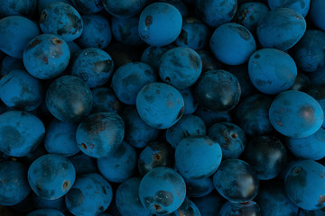 Background made of dark blue blackthorn, top view