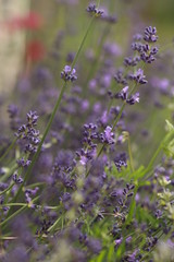 lavanda