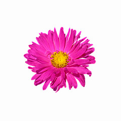 Pink aster isolated on a white background