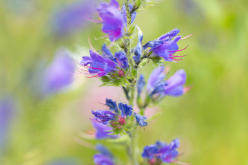 Blaue Blume auf einer Wiese