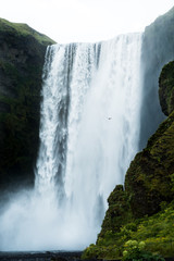 Bird flying in front of waterfall