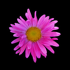 Pink aster isolated on a black background