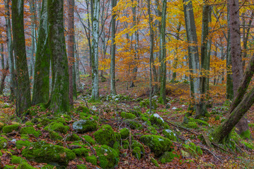 Autunno in Val d'Arzino
