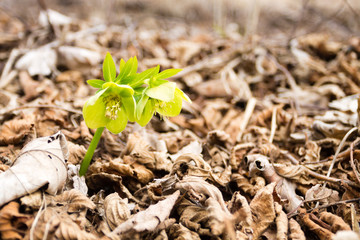 Hellebore flower in woodland close up, nature background