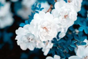 Lovely background made of white dog rose flowers, background for party cards and invitations, blue toned white roses
