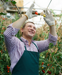 Worker checking quality of cherry tomatoes