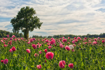 Backmohnfeld  Back poppy