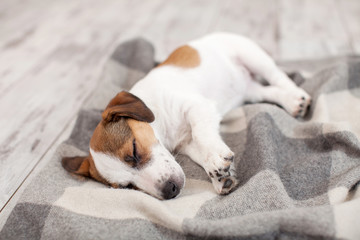 Dog sleeping on floor