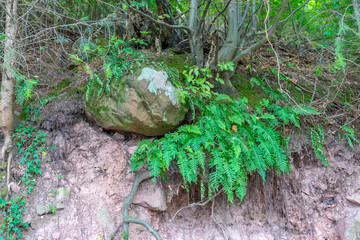 Fern at the edge of the forest