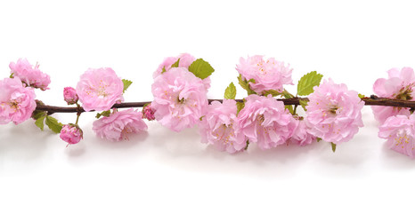 Naklejka premium Pink flower on a branch.
