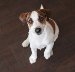 Little white dog on brown floor