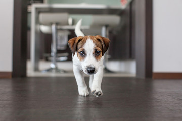 Little white dog on brown floor