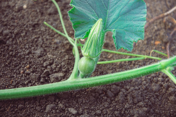 pumpkin ovary in the garden