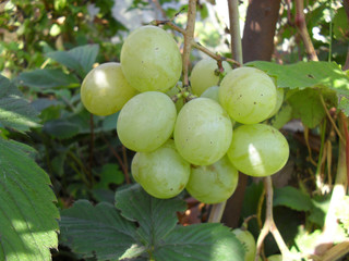 grapes ripened in the garden. autumn harvest grape brush of ripe grapes. fresh tasty berries.