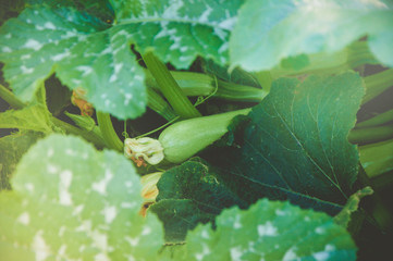 the green zucchini in the garden