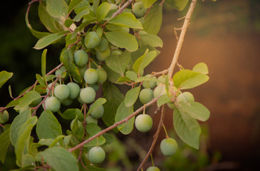 Fototapeta premium green plum on the tree