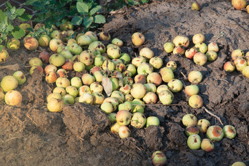 rotten apples in the garden