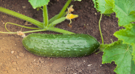 fresh green cucumber in a greenhouse