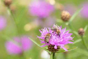 Zwei Bienen auf einer rosa Blume