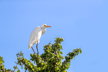 Cattle egret perched on an acacia tree in the Masai Mara