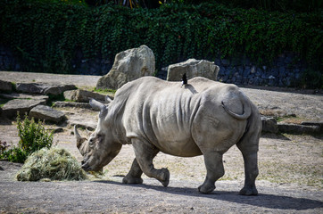 Fototapeta premium Rhino
