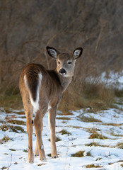 White-tailed deer fawn standing in an autumn snow covered meadow in Canada
