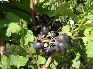 grapes ripened in the garden. autumn harvest grape brush of ripe grapes. fresh tasty berries.
