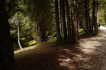 Obraz premium trees clustered together