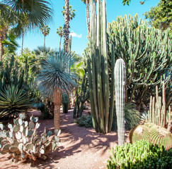 Fototapeta na wymiar Majorelle Garden in Marrakech, Morocco