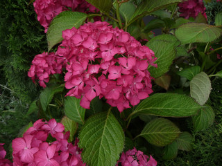 Bigleaf hydrangea in the garden close up