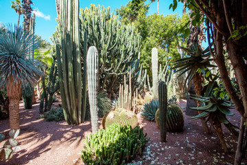 Majorelle Garden in Marrakech, Morocco