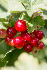 Currant bush