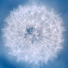 Obraz premium Aethereal dandelion close up with drops blue and white