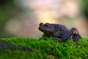 The frog in the wild nature