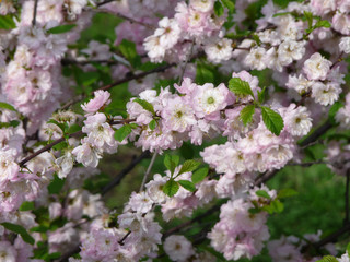 Flowering branches of pink almond