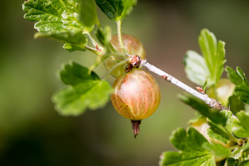 Gooseberriy