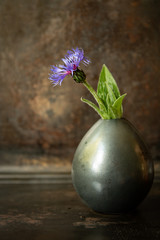 Blue cornflower in vase  