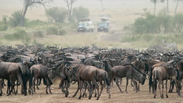 Wildebeest and zebra on the banks of the Mara river