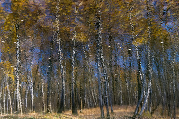 Reflection of coastal trees in the water surface.