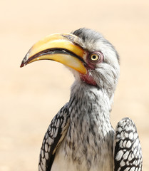 portrait of a yellow-billed hornbill (Tockus flavirostris), South Africa.