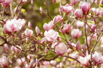 Magnolia spring flowers