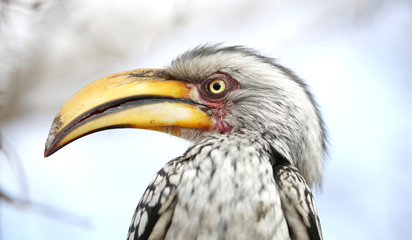 portrait of a yellow-billed hornbill (Tockus flavirostris), South Africa.