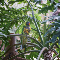 Trichoglossus haematodus capistratus, Edwards lori. Green head with blue streaking on forecrown to cheeks, breast pale yellow, dark green abdomen. Bird is sitting on the branch