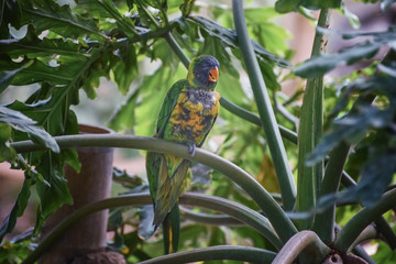 Trichoglossus haematodus capistratus, Edwards lori. Green head with blue streaking on forecrown to cheeks, breast pale yellow, dark green abdomen. Bird is sitting on the branch