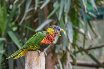 Trichoglossus ornatus, Pragt lori, Ornate lorikeet with blue crown, forehead and band from eye to ear coverts and red throat and breast barred with dusty blue